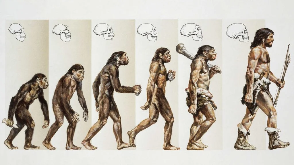 Evolution Chart
