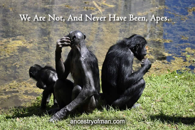 we are not apes